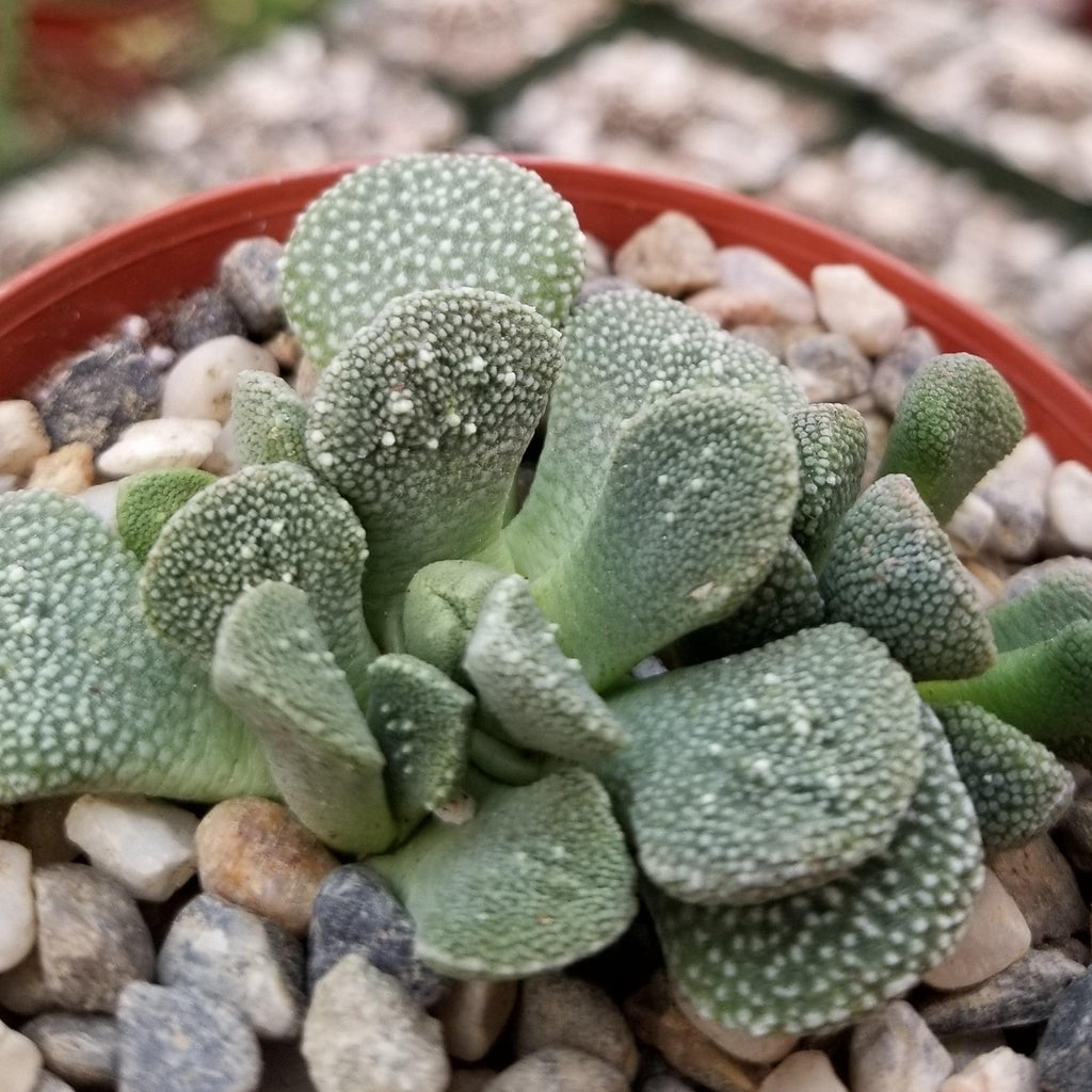 Aloinopsis villetii