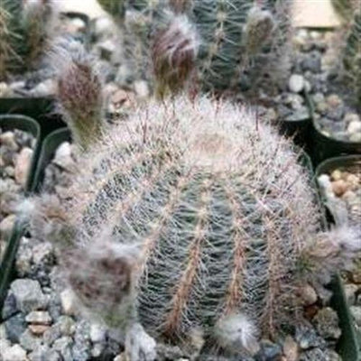Echinopsis leucomalla cob cactus
