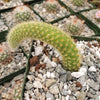 Monkey Tail Cactus – Cleistocactus colademononis 