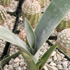 Blue agave - Agave Tequilana &