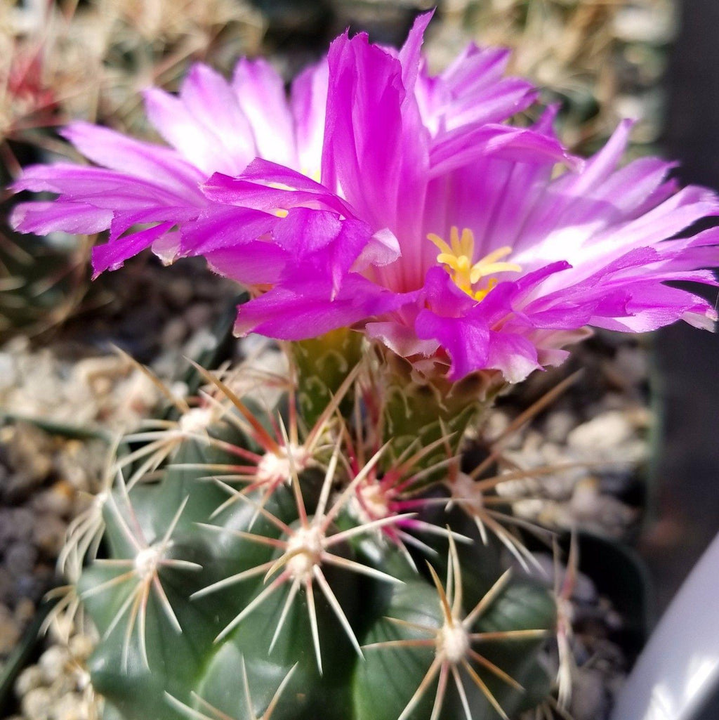 Thelocactus bueckii