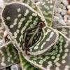 Gasteraloe pauline