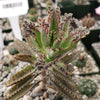 Hybrid Mother of Millions ‘Kalanchoe houghtonii’