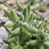 Crassula mesembryanthemoides hispida