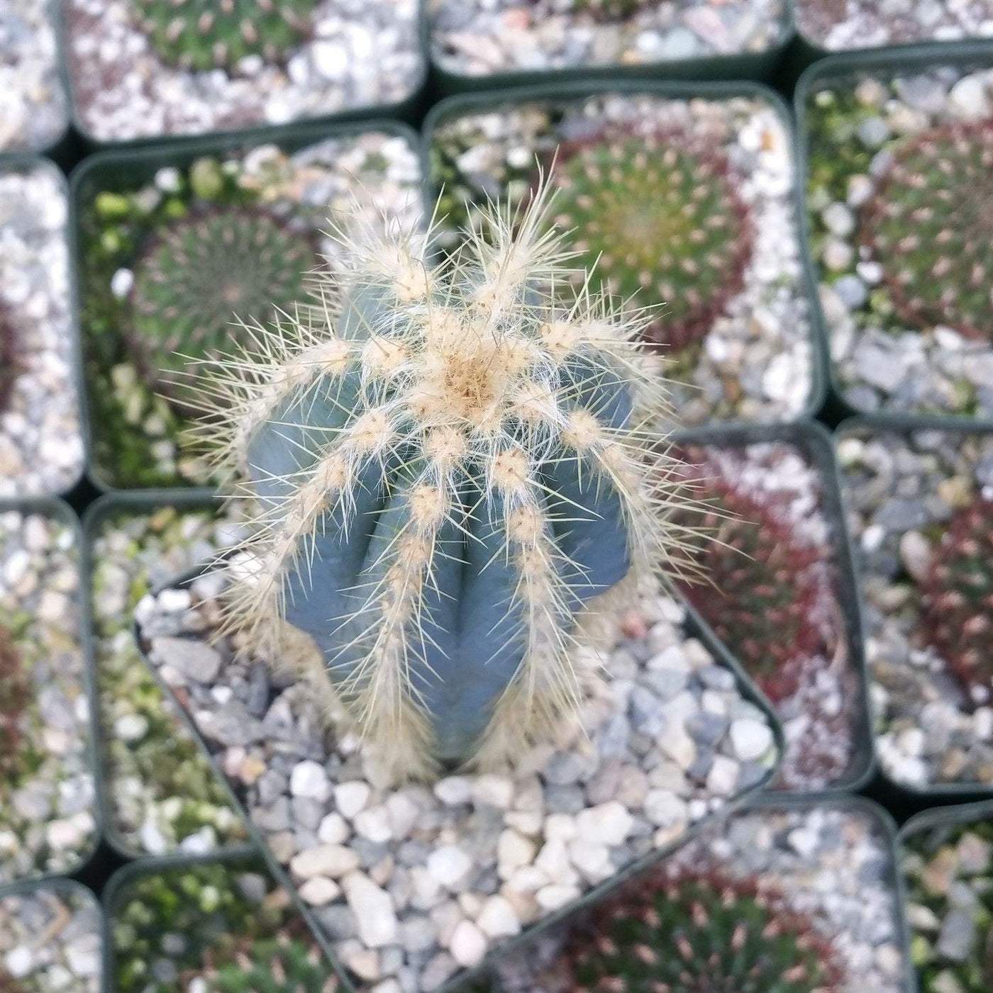 Blue Torch Cactus 'Pilosocereus pachycladus' -5