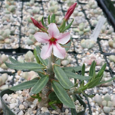 Pachypodium bispinosum