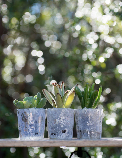 6 mini succulent gift wedding favors in glazed glass