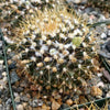 Mammillaria nivosa