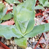 Octopus Agave – Agave vilmoriniana