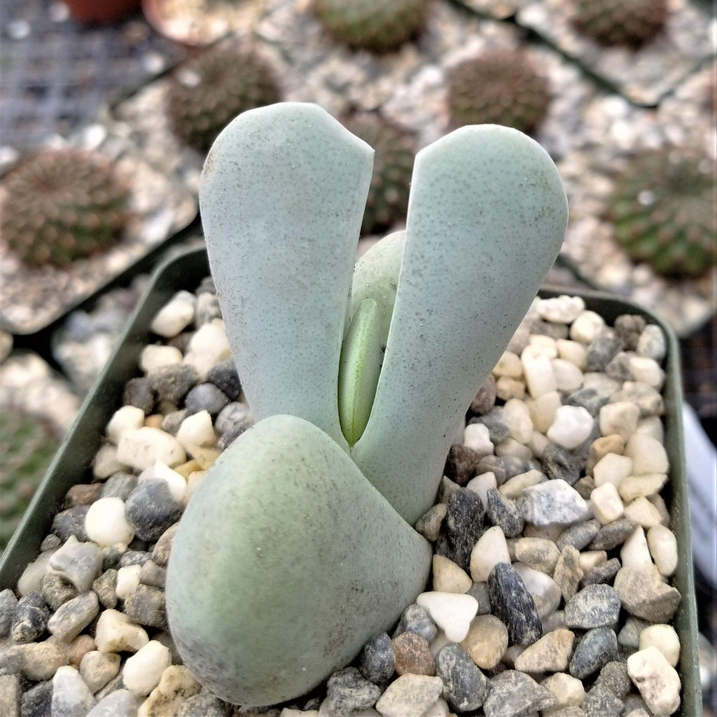 Cheiridopsis pillansii