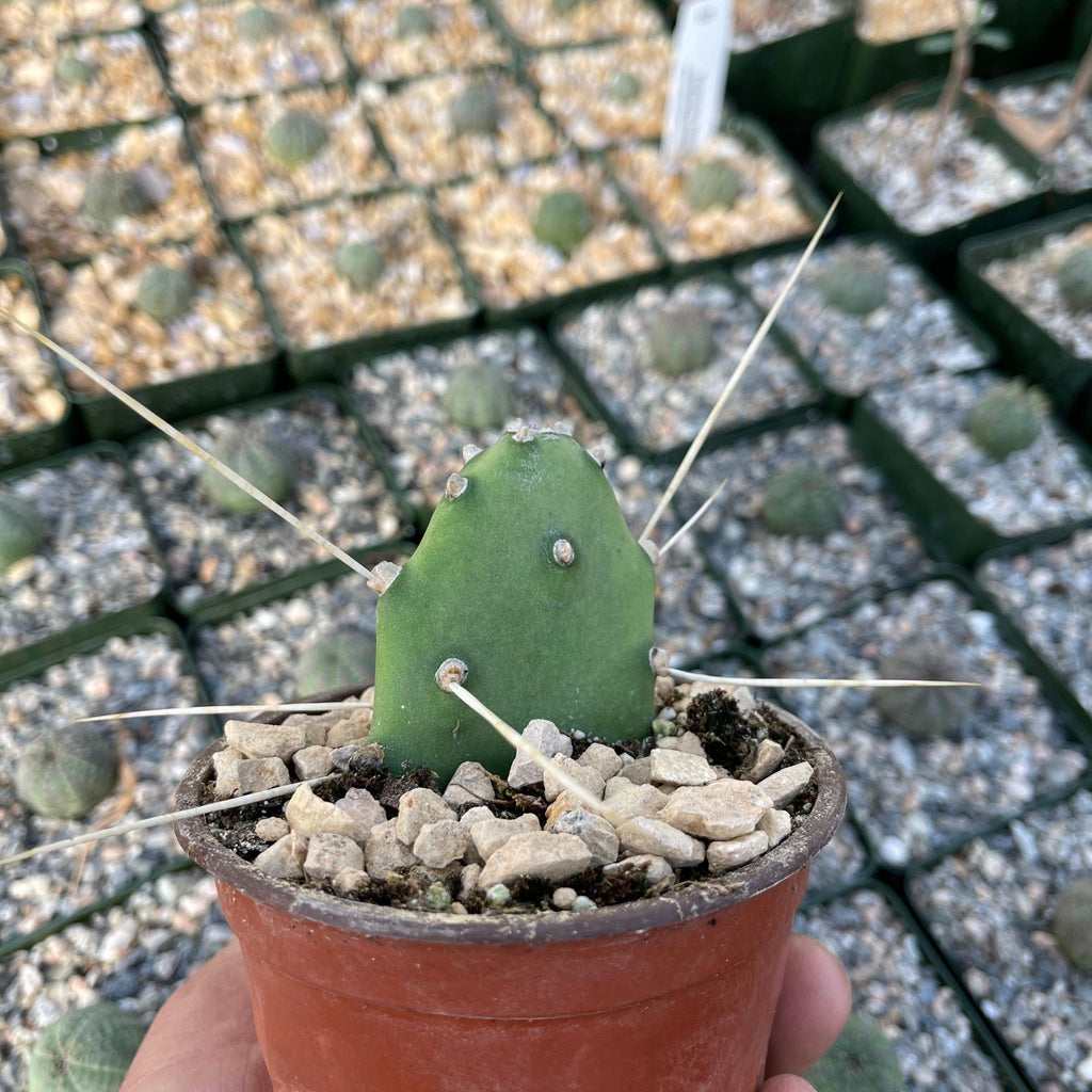 Opuntia quimilo pad cutting
