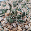 Paper Pine Cactus - Maihueniopsis glomerata