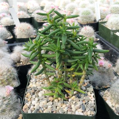 Miniature Pine Tree 'Crassula Tetragona'