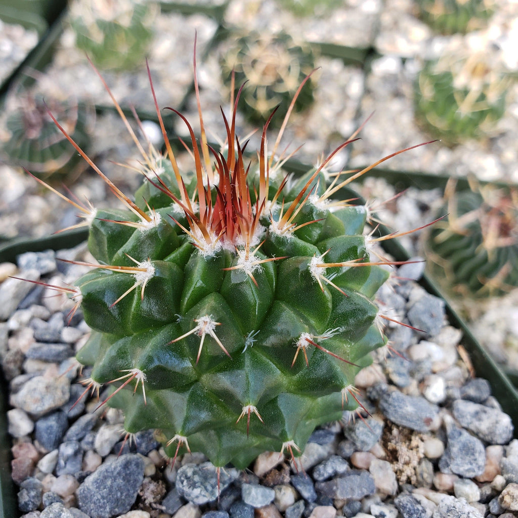 Mammillaria tlayecac