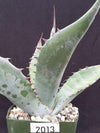 Agave scabra v. zarcensis