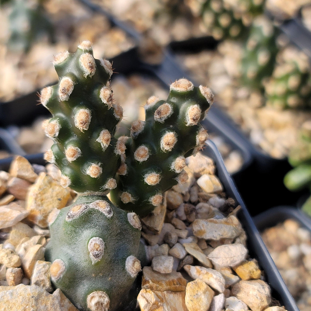 Tephrocactus molinensis