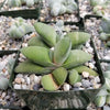 Gasteria glomerata