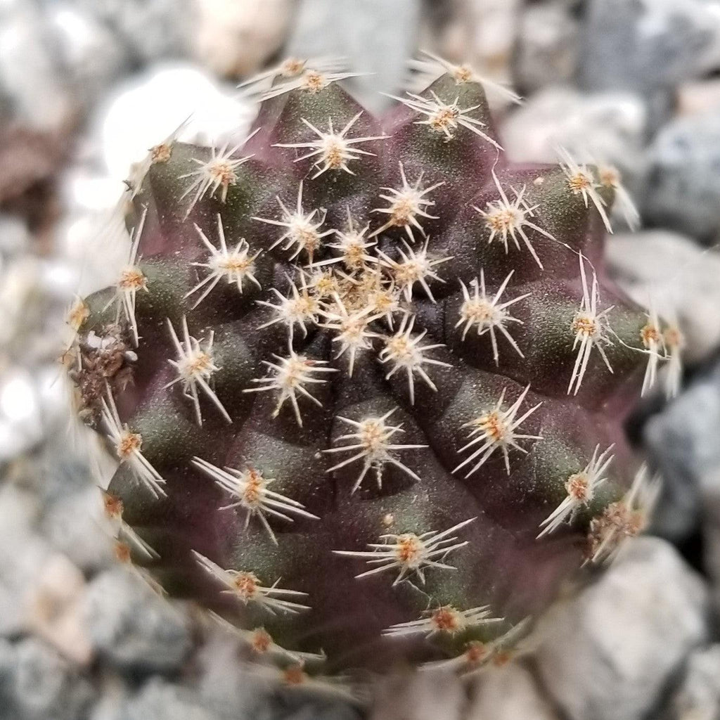 Mediolobivia Tropaolipicta