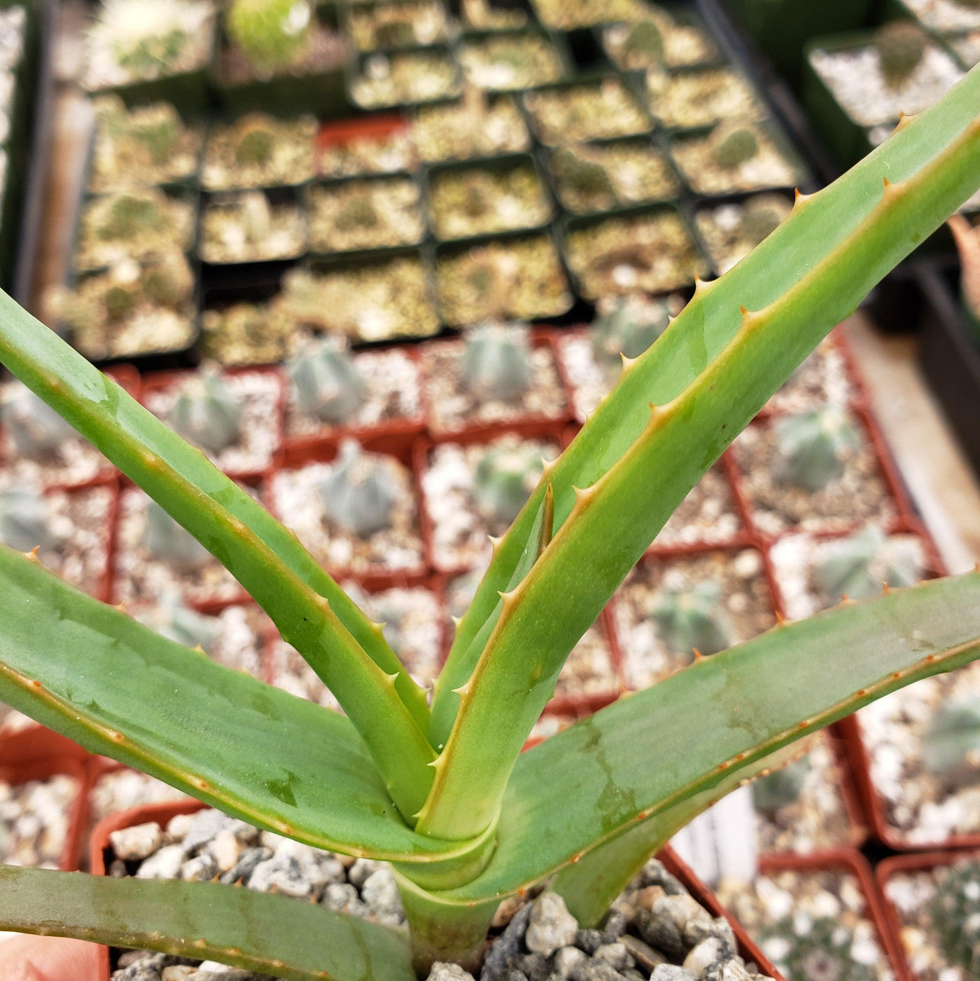 Aloe thraskii
