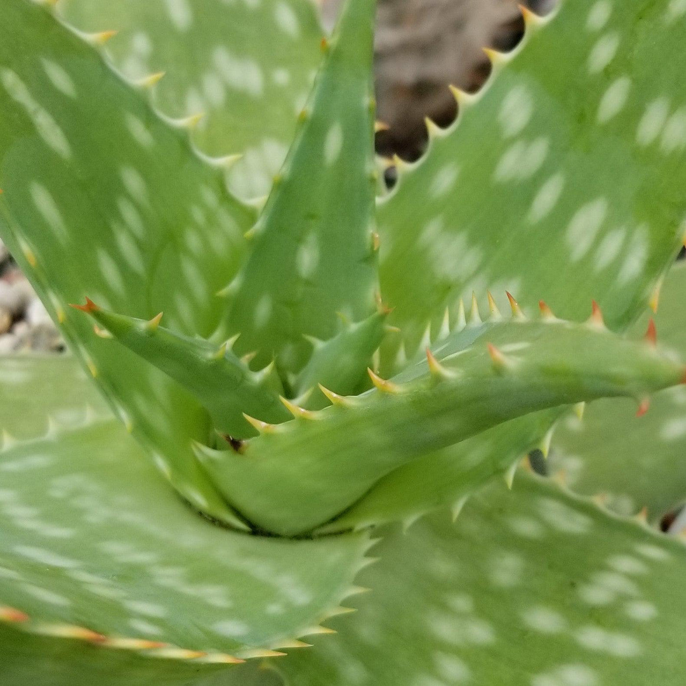 plante aloe vera Shop 'Aloe maculata – Soap Aloe' Care and Growing Guide Planet Desert