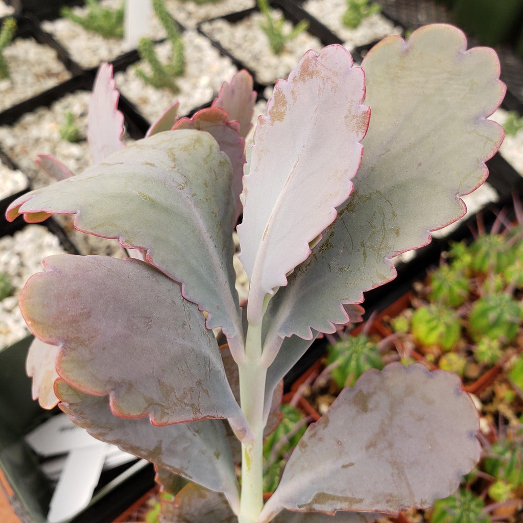Kalanchoe fedtschenko