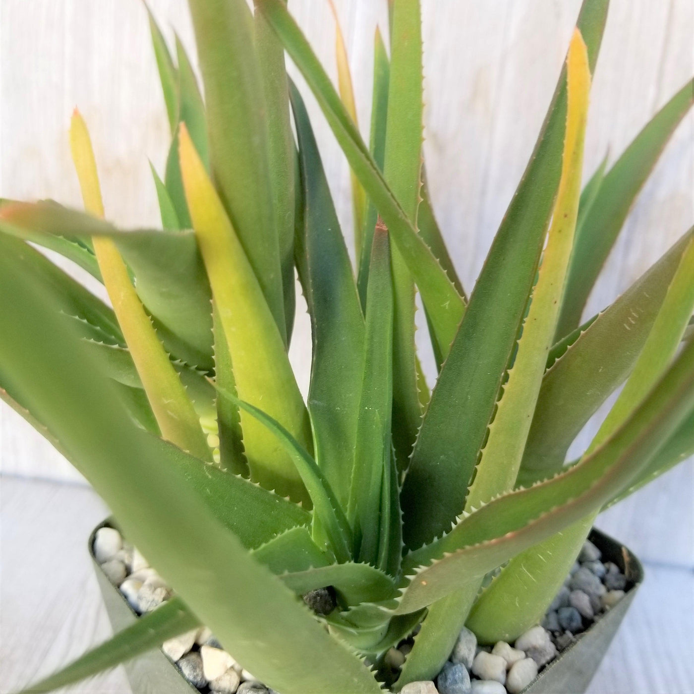 climbing aloe vera plant care Shop 'Climbing Aloe – Aloe ciliaris' Care and Growing Guide