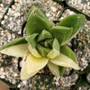 Haworthia cymbiformis variegata