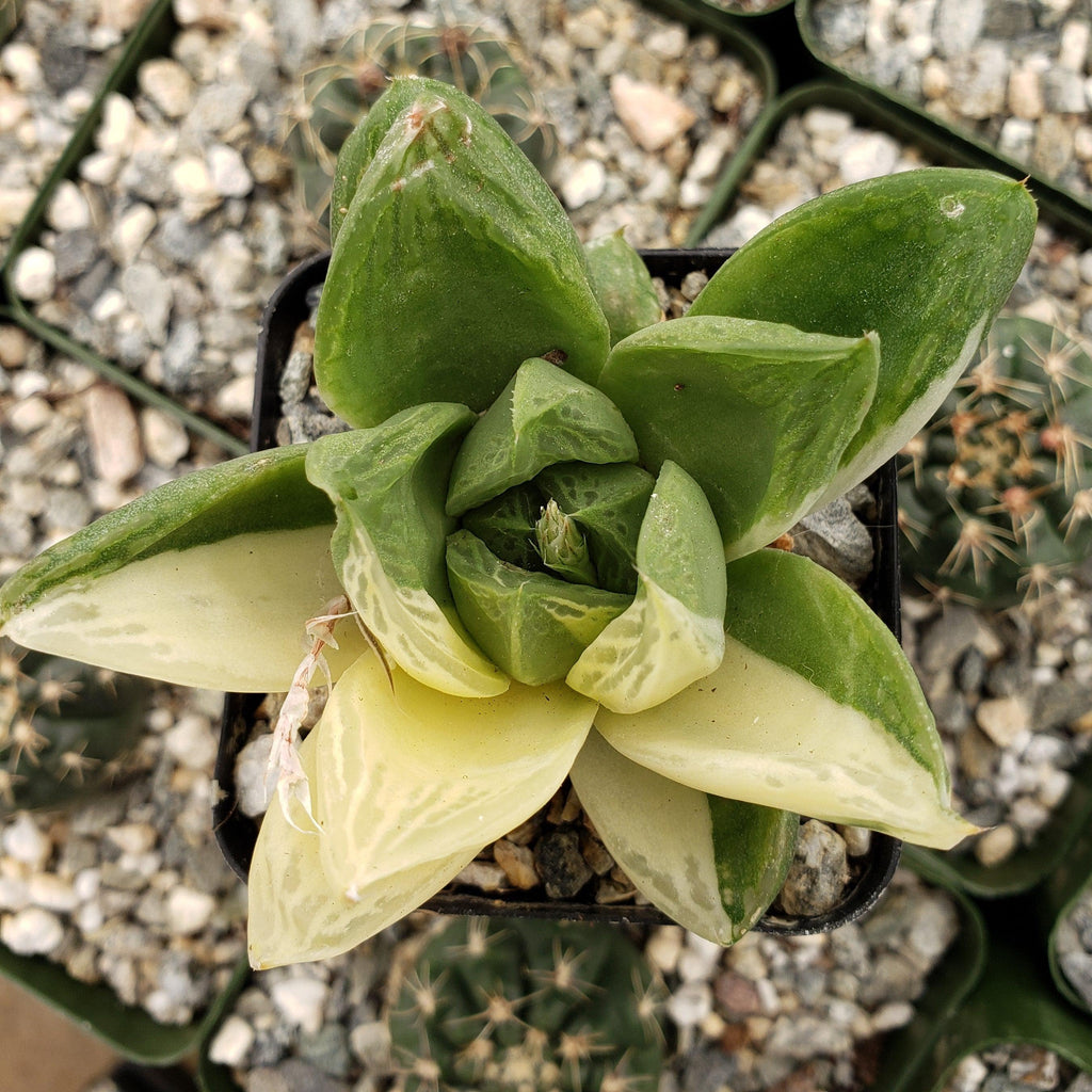 Haworthia cymbiformis variegata