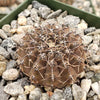 Gymnocalycium occultum