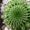 Euphorbia susannae