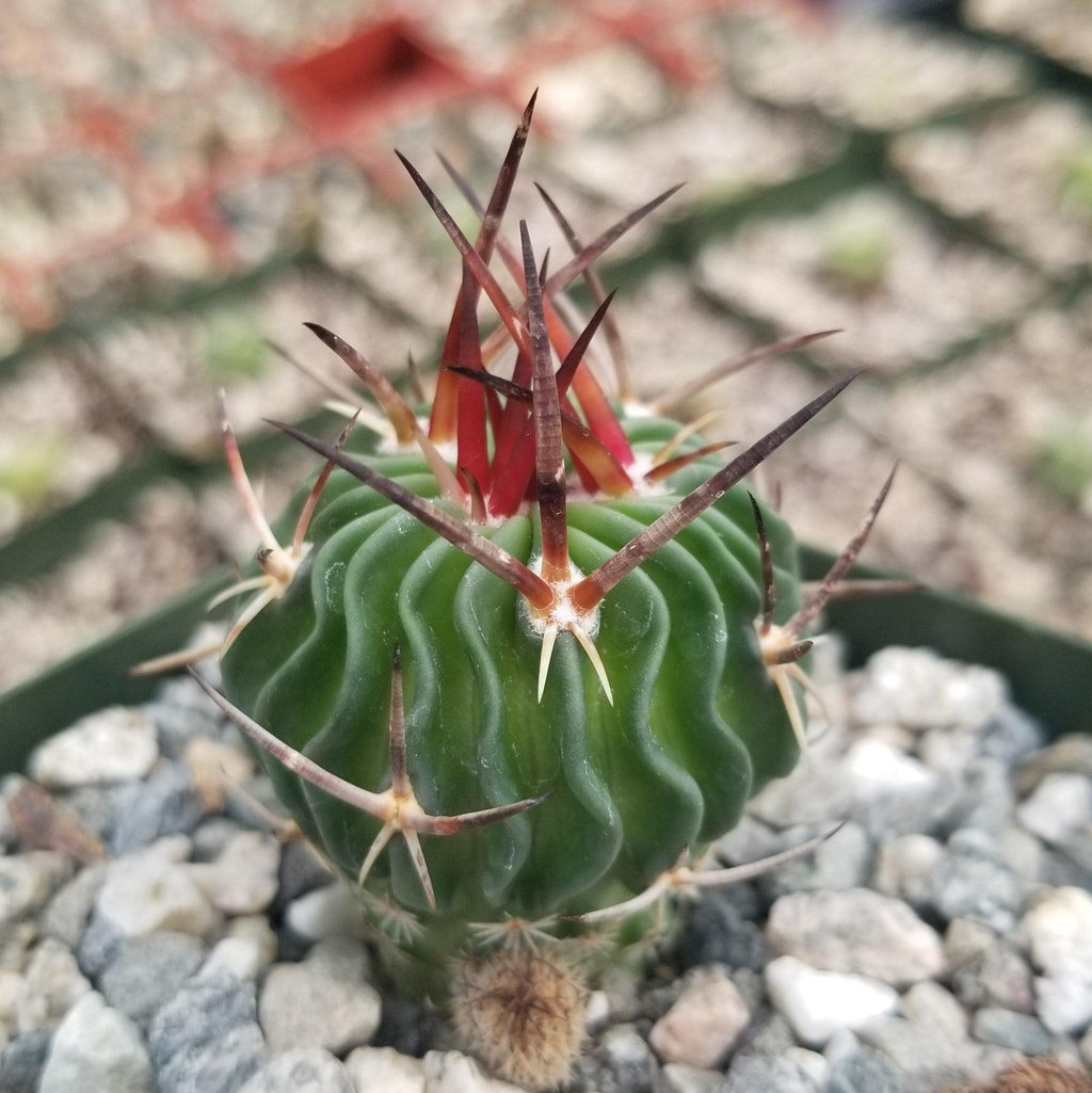 Echinofossulocactus Ri8
