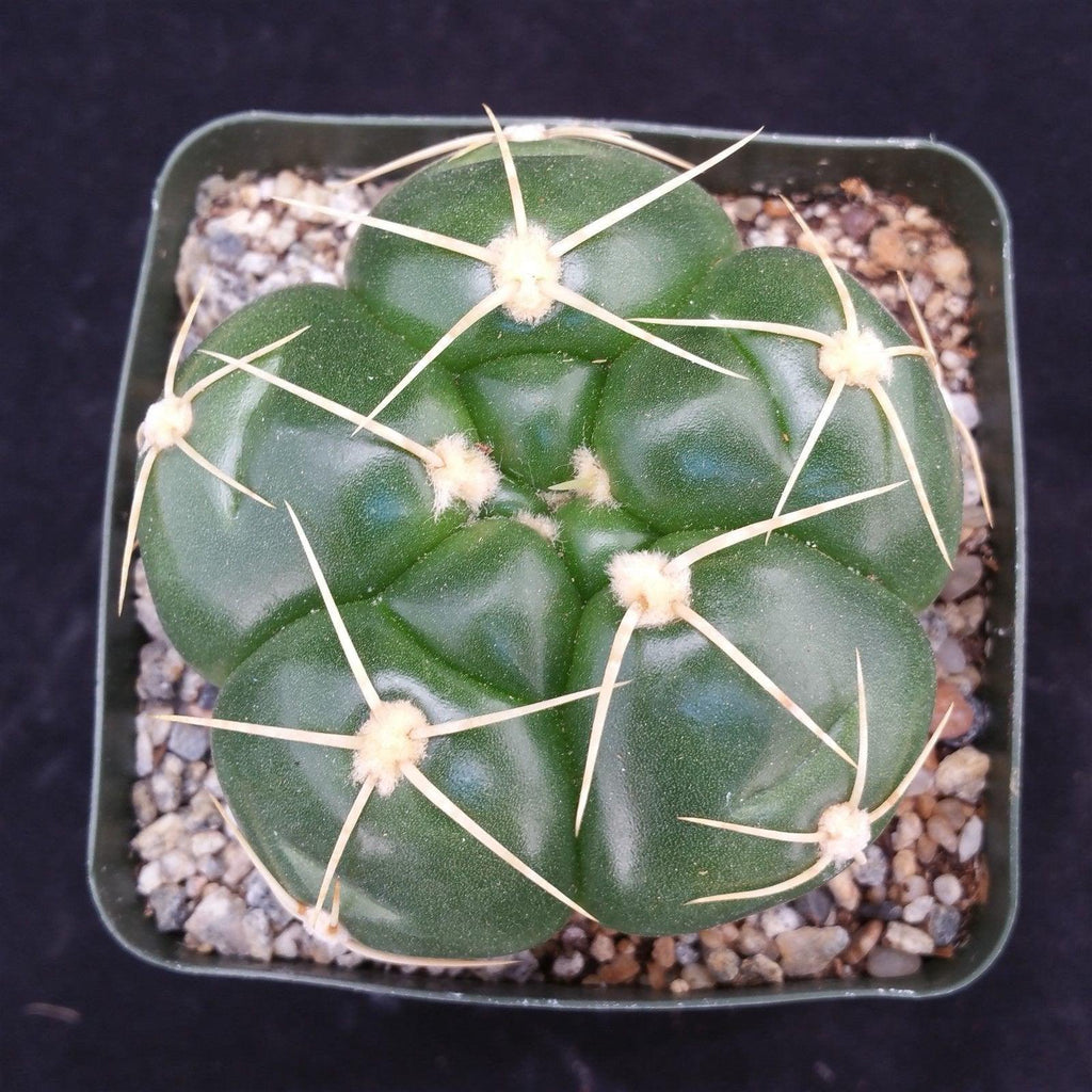 Gymnocalycium horstii