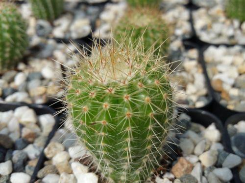 Parodia leninghausii - Planet Desert