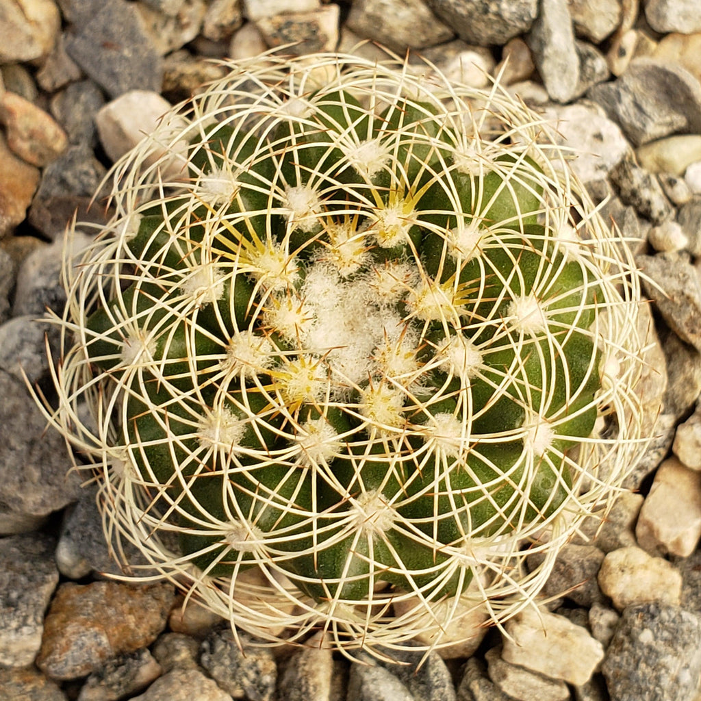 Discocactus arneispinus