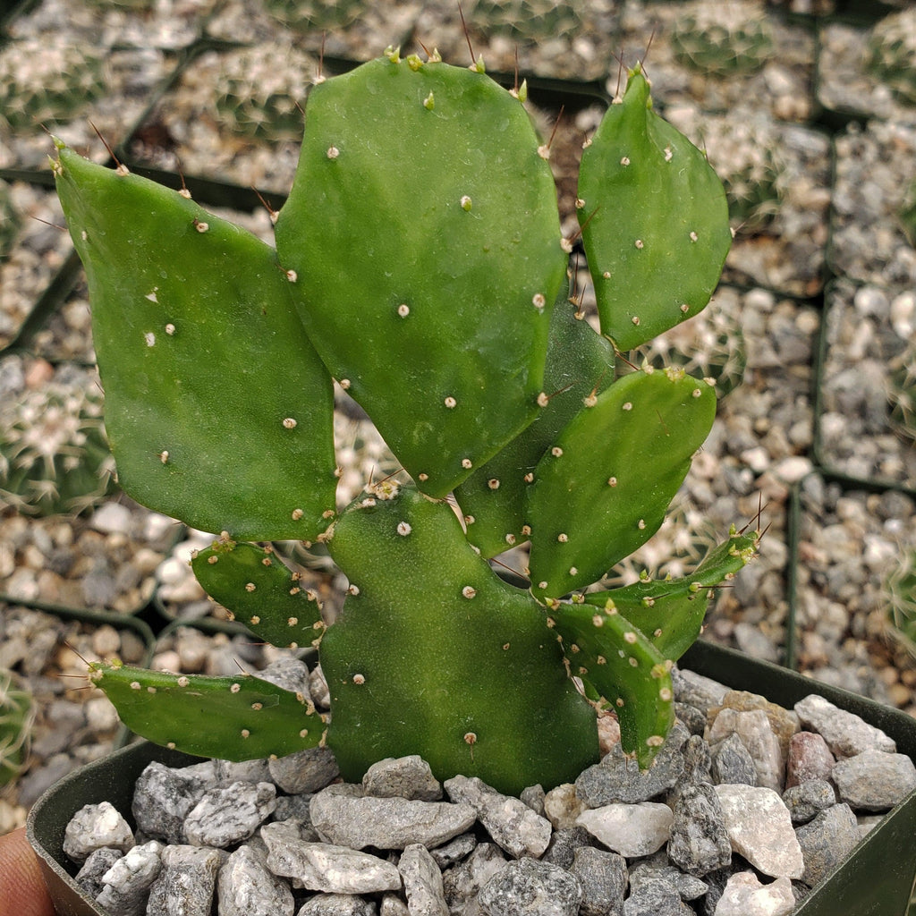 Brazilian Prickly Pear - Opuntia argentiniana