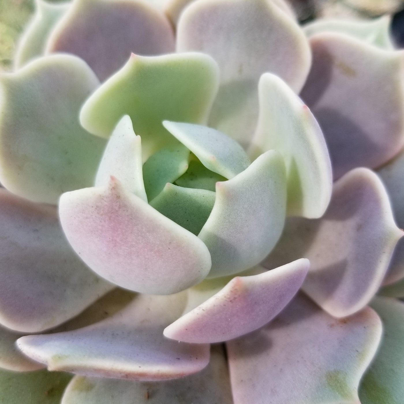echeveria lola succulent care Shop 'Echeveria Lola'