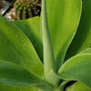 Foxtail Agave - Agave attenuata