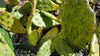 Opuntia sunburst variegata