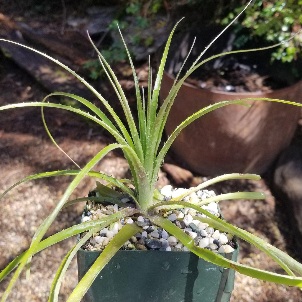 Puya mirabilis
