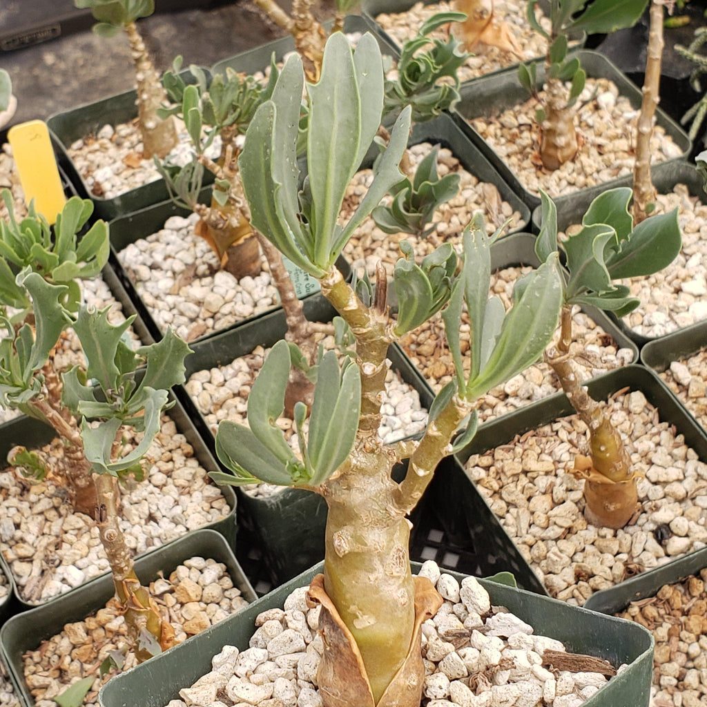 Othonna lobata hybrid