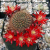 Rebutia fulviseta