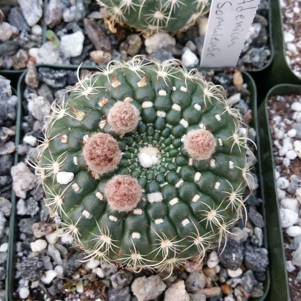 Notocactus concinnus