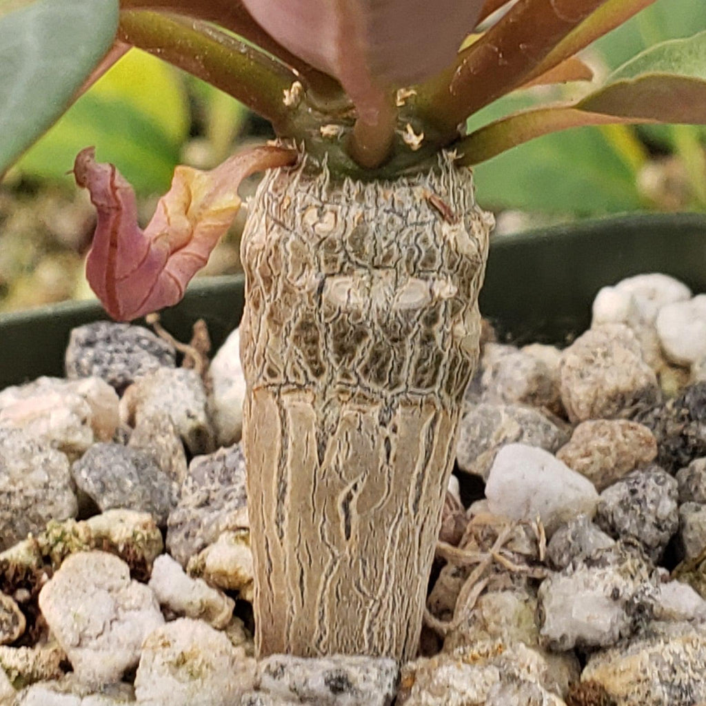 Eupforbia ankarensis