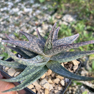 Aloe pictifolia