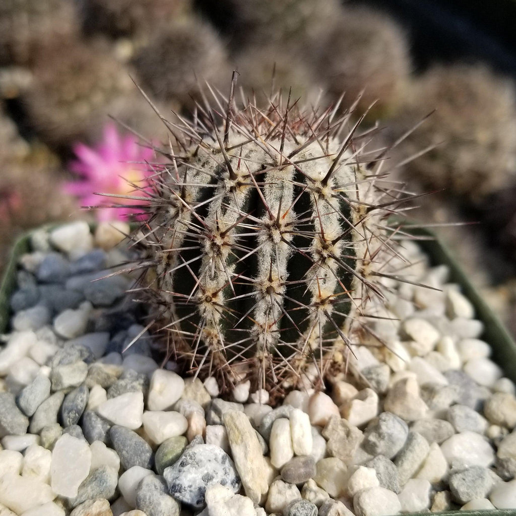 Echinopsis cv. Haku-Jo.