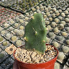 Opuntia quimilo