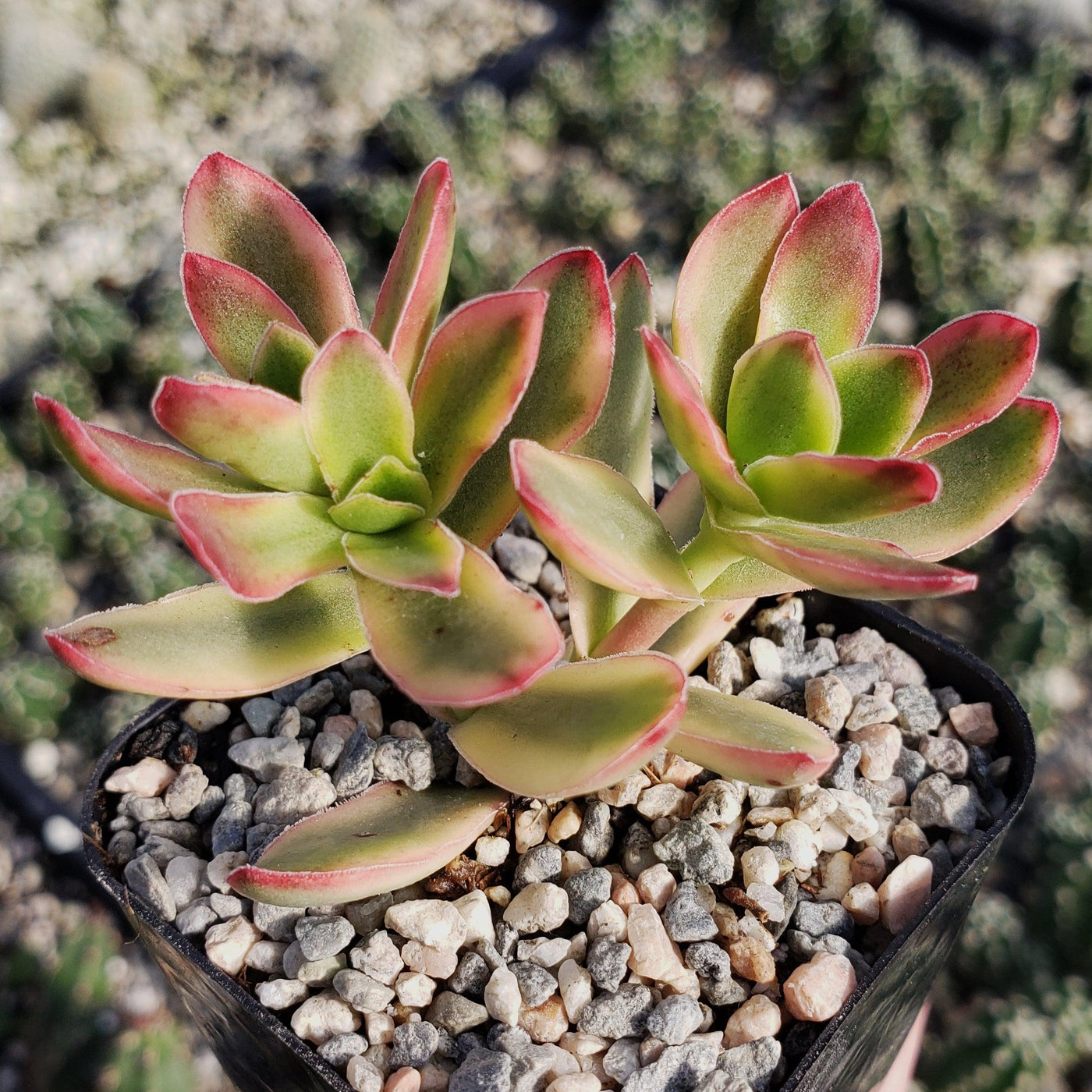 sundream succulents Crassula daydream – Planet Desert