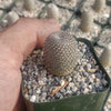 Rebutia heliosa