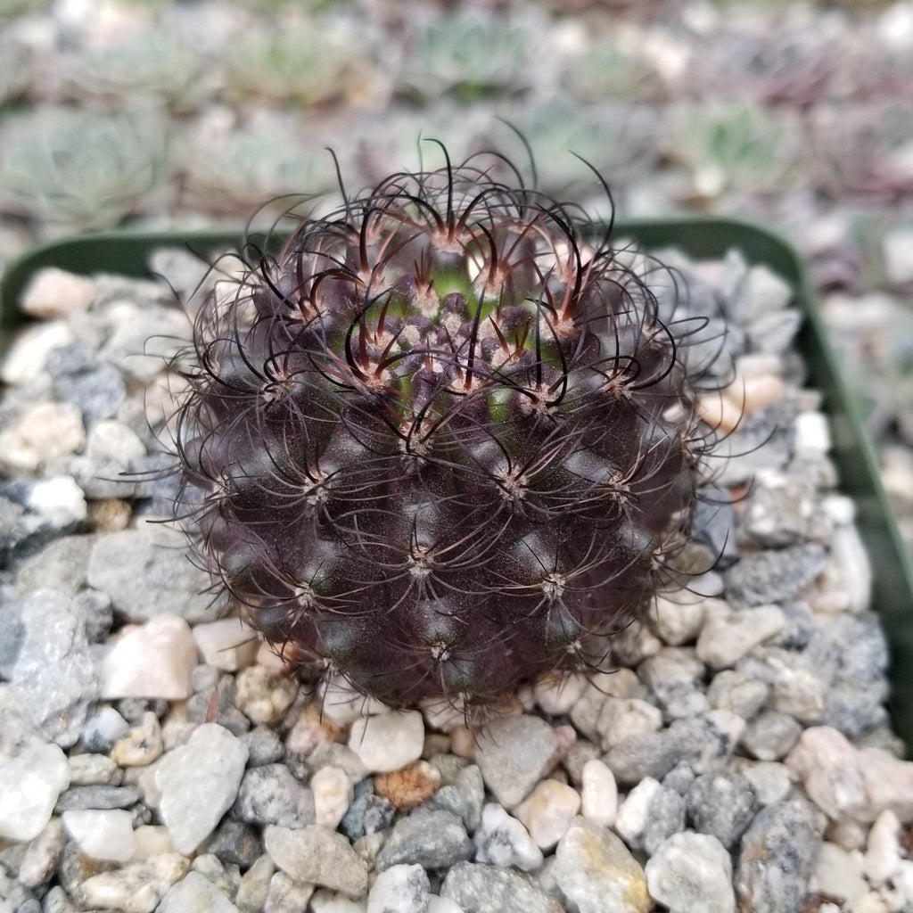 Neoporteria multicolor