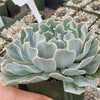 Echeveria Blue Frills